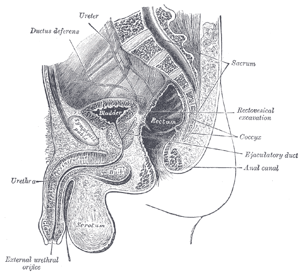Schema Blase - Quelle Gray's Anatomy - Public Domain