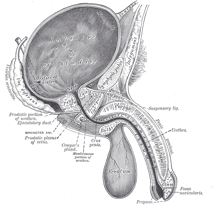 Schema Penis - Quelle Gray's Anatomy - Public Domain