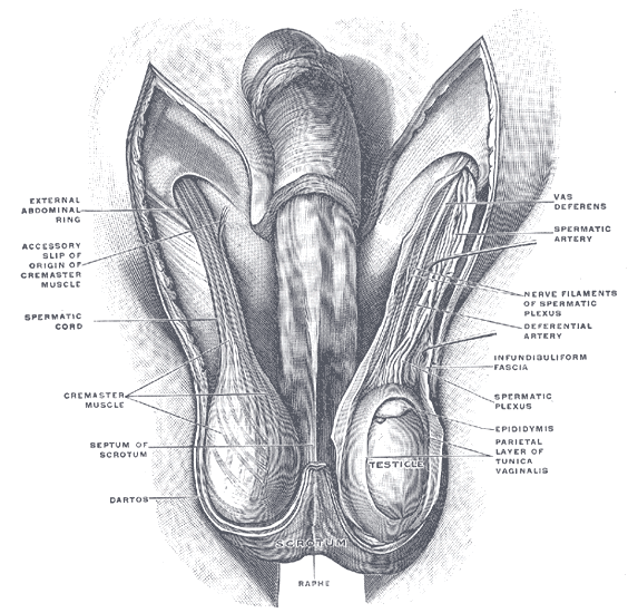 Schema Hoden - Quelle Gray's Anatomy - Public Domain