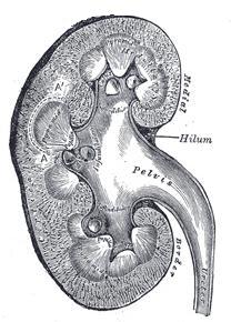 Schema Niere - Quelle Gray's Anatomy - Public Domain