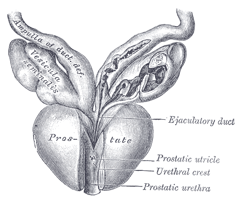 Schema Prostata - Quelle Gray's Anatomy - Public Domain